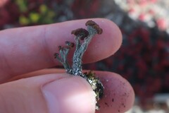 Cladonia cariosa