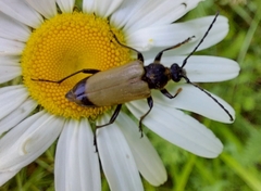 Trigonarthris subpubescens