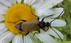 Trigonarthris subpubescens