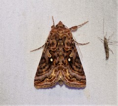 Autographa mappa