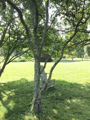 Xanthoceras sorbifolium