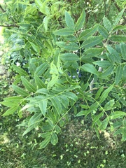 Xanthoceras sorbifolium