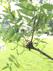 Xanthoceras sorbifolium