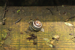 Cepaea nemoralis