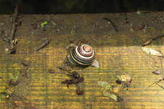 Cepaea nemoralis