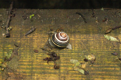 Cepaea nemoralis