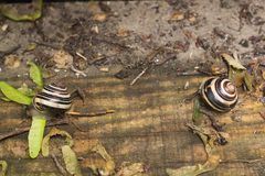 Cepaea nemoralis