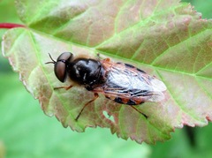 Odontomyia ornata