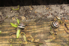 Cepaea nemoralis