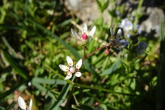 Micranthes stellaris