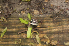 Cepaea nemoralis