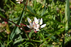 Micranthes stellaris