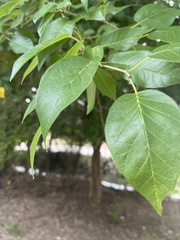 Maclura