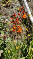Crocosmia aurea