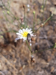 Acmaeodera connexa