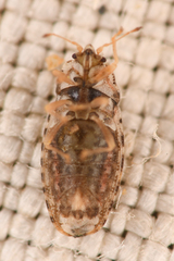 Parapiesma cinereum