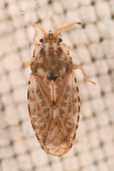 Parapiesma cinereum