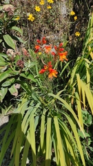 Crocosmia aurea