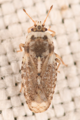Parapiesma cinereum