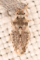 Parapiesma cinereum