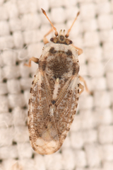 Parapiesma cinereum