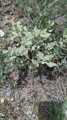 Atriplex argentea