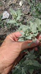 Atriplex argentea