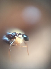 Trichomyrmex