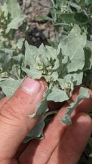 Atriplex argentea
