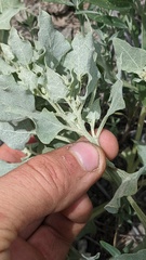 Atriplex argentea