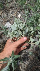 Atriplex argentea