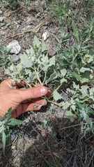 Atriplex argentea