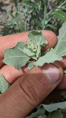 Atriplex argentea