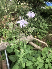 Cicerbita macrophylla