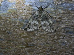 Hydriomena perfracta