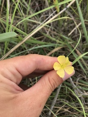 Linum rigidum
