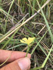 Linum rigidum