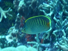 Chaetodon punctatofasciatus