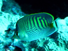 Chaetodon punctatofasciatus