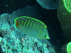 Chaetodon punctatofasciatus