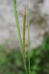 Carex microcarpa