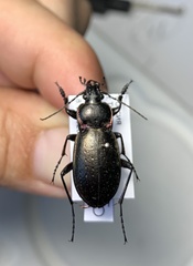 Carabus nemoralis nemoralis