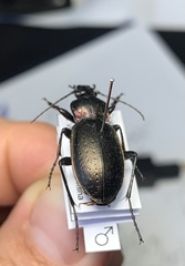 Carabus nemoralis nemoralis