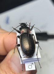 Carabus nemoralis nemoralis