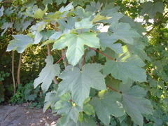 Acer pseudoplatanus