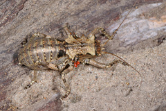 Enyaliopsis iaculator