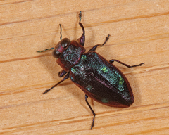 Chrysobothris azurea