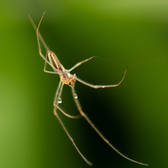 Tetragnatha dearmata
