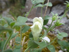 Antirrhinum molle