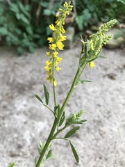 Melilotus altissimus